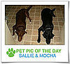 Pet Pics on PetSugar 2009-02-27 09:00:36