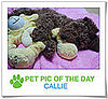 Pet Pics on PetSugar 2009-03-02 09:30:34