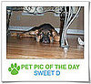 Pet Pics on PetSugar 2009-02-26 09:30:50