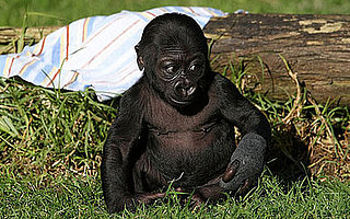 Sugar Shout Out: Meet Hasani, the SF Zoo's New Baby Gorilla!