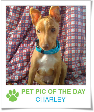 Pet Pics on PetSugar 2009-03-11 09:30:08