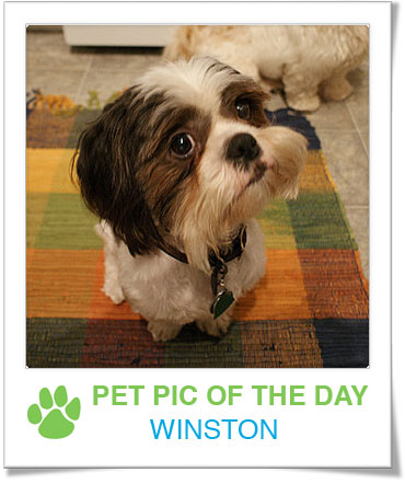 Pet Pics on PetSugar 2009-03-20 09:30:42