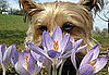 PetSugar's Weekly Recap Quiz 2009-03-28 03:00:20