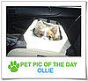 Pet Pics on PetSugar 2009-03-24 09:30:36