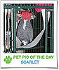 Pet Pics on PetSugar 2009-04-01 09:30:02