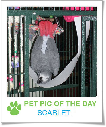 Pet Pics on PetSugar 2009-04-01 09:30:02
