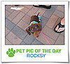 Pet Pics on PetSugar 2009-03-31 09:30:35