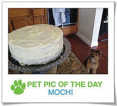 Pet Pics on PetSugar 2009-04-06 09:30:06