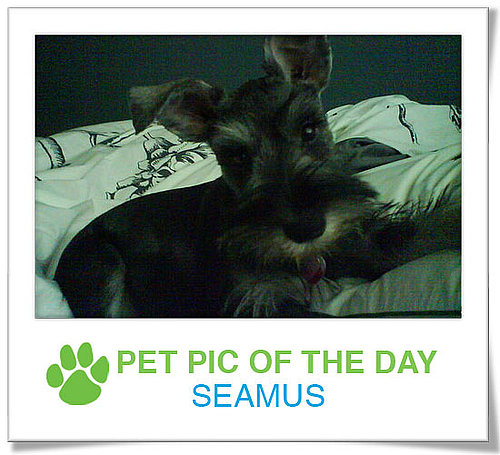 Pet Pics on PetSugar 2009-04-09 09:30:45