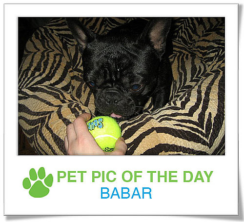 Pet Pics on PetSugar 2009-04-10 09:00:34