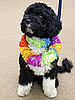 Petsugar's Weekly Recap Quiz 2009-04-18 03:00:39