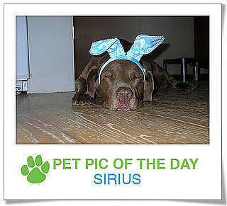 Pet Pics on PetSugar 2009-04-15 09:00:09