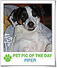 Pet Pics on PetSugar 2009-04-24 09:00:38