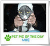 Pet Pics on PetSugar 2009-04-22 09:00:47