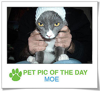 Pet Pics on PetSugar 2009-04-22 09:00:47