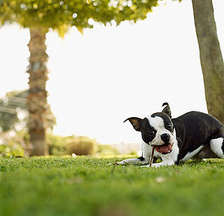 Petsugar's Weekly Recap Quiz 2009-04-25 02:00:00