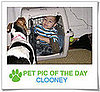 Pet Pics on PetSugar 2009-04-23 09:00:04