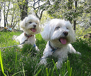Pet Pics on PetSugar