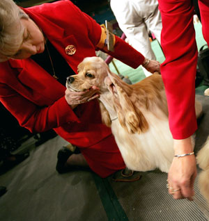 Study Shows English Cocker Spaniel to be Worlds Meanest Dog