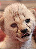 Which Baby Animal is Cuter? 