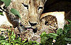 PetSugar's Weekly Recap Quiz 2009-06-06 03:00:57