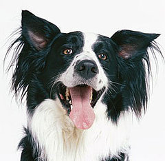 Fit Tip: Be As Excited to Exercise As Your Dog Is