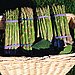 Asparagus