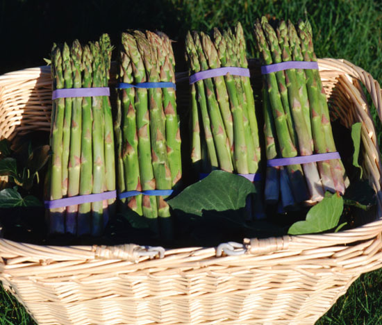 Asparagus Asparagus