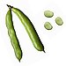 Fava Beans