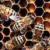 What's the Deal With Bee Venom Therapy?