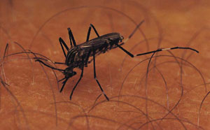 Which Creepy Crawlies Can Make You Sick?