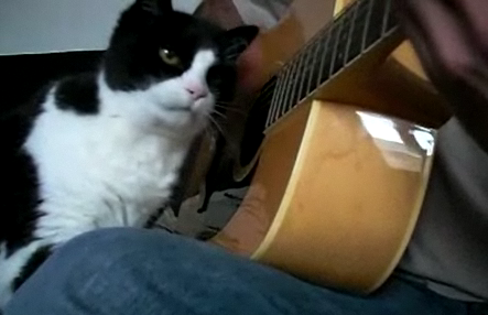 Cat Really Getting Into Guitar Playing