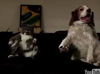 Dog and Cat Play Wii Tennis