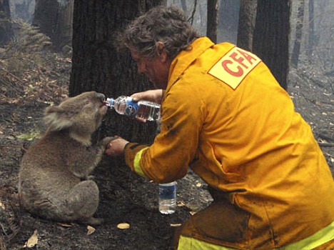 Video of Firefighter Giving Thirsty Koala Water