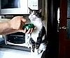 It's a Bird, It's a Plane . . . It's Zombie Cat!