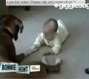 Cute Alert: Boxer and Baby Become Friends