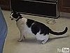 Cat Addicted to String
