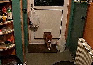 Fat Cat Can't Get Through Cat Door