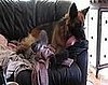 German Shepherd Adopts Kittens in Australia