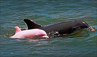Cute Alert: Pink Dolphins Exist!