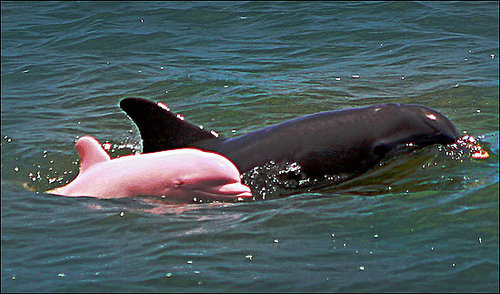Cute Alert: Pink Dolphins Exist!