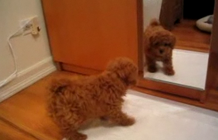 Poodle Puppy Bark at His Reflection in the Mirror