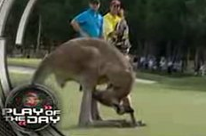 Skippy the Bush Kangaroo