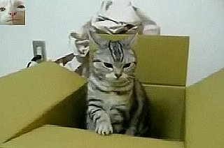 Cat Sends SOS Telegram