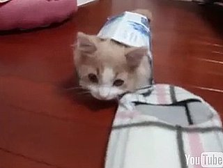 Happy Caturday!