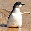 Fairy Penguins Rescued from New South Wales State Coastline