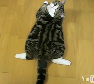 Maru the Cat