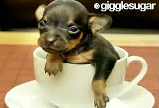 Tom Thumb the Tiniest Dog in the World