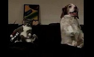 Dog and Cat Play Wii Tennis 2009-02-05 14:30:24