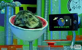 38 Cute Animals Show Us Eight Ways to Use One Cell Phone!